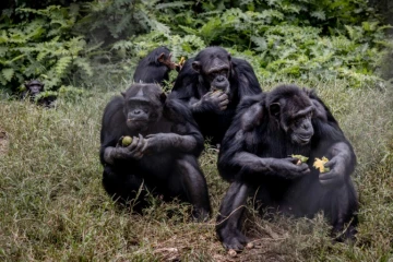 Des chimpanzés au centre de réhabilitation de Lwiro, le 14 février 2022