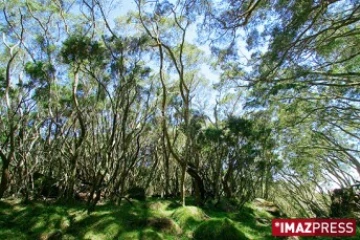 La forêt de tamarins du Maido est une forêt d'altitude qui offre de nombreuses balades et aires de pique-nique - photo Yann Guichaoua