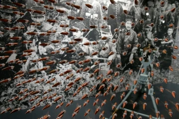 Des balles intégrées dans le plexiglas au musée Guerre et Paix eà Novion-Porcien, en Ardennes, en France, le 21 janvier 2018