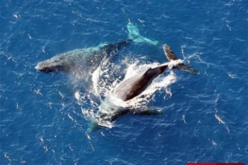 Baleines au large de Saint-Leu côte ouest de la Réunion (Photo Leprince/Imaz Pres Réunion)