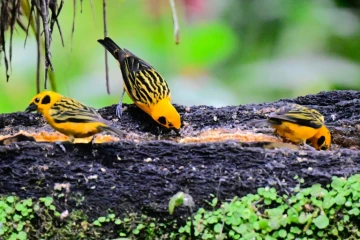 Oiseaux de l'espèce Tangara arthus, à Mindo, Equateur, le 16 août 2024 
