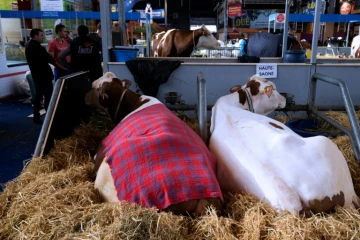 Des vaches le 24 février 2017 au Salon de l'Agriculture 