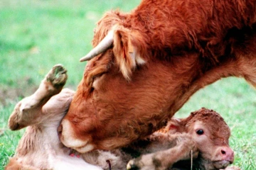 Une vache de race limousine fait la toilette de son veau, né la veille de façon tradionnelle dans un pré, le 24 février 2015