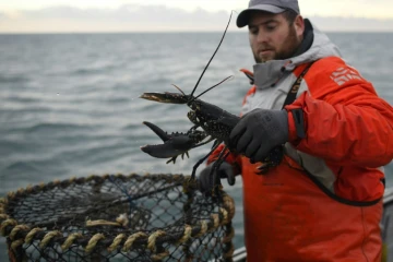 Un pêcher choisit un homard au large de Paimpol, dans l'ouest de la France, le 20 décembre 2016