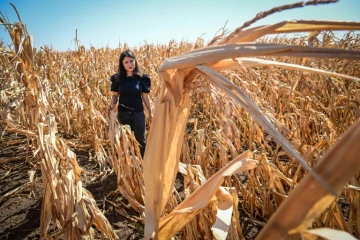 L'agricultrice Iulia Blagu dans son champ de maïs grillé par la chaleur, près d'Urziceni, le 29 juillet 2024 en Roumanie