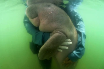 Mariam, un bébé dugong soigné par des vétérinaires du Centre de biologie marine de Phuket, le 24 mai 2019 sur l'île de Libong (Thaïlande)
