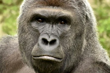 Une photo non datée du gorille Harambe du zoo de Cincinnati aux Etats-Unis distribuée par le zoo le 30 mai 2016