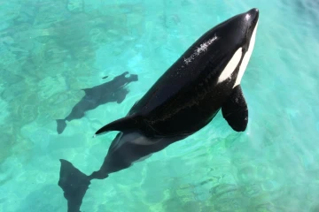 L'orque Wikie et son petit, le 19 avril 2011 au Marineland d'Antibes, dans les Alpes-Maritimes
