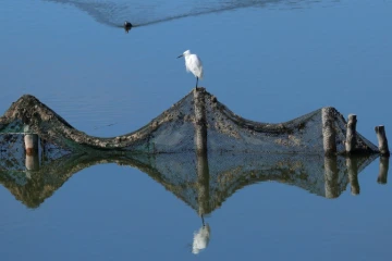Une petite aigrette (egretta garzetta), perchée sur un poteau, pendant qu'une foulque eurasienne (Fulica atra) nage dans la lagune de Vain, près de Lezhé, le 13 mars 2024 en Albanie
