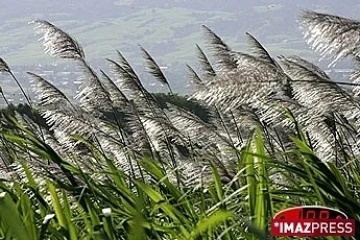 Les planteurs de canne aidés par l'Etat