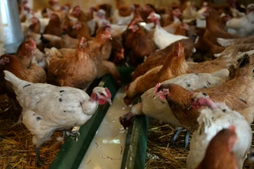 Depuis le début de l'épizootie de grippe aviaire en novembre, 16 millions de volailles ont été abattues en France