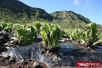 4 millions d'euros de dégâts pour l'agriculture réunionnaise suite au passage de la forte tempête tropicale Jade