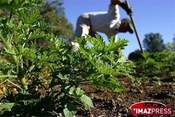 Un concours est organisé par le ministère de l'agriculture et de la pêche pour faire valoir l'agriculture durable