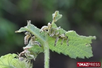 Larves de mouche bleue (Photo T. Le Bourgeois CIRAD)