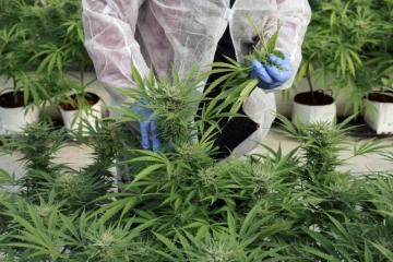Un employé inspecte des plants de cannabis de l'entreprise de CBD thérapeutique, B.O.L Pharma, près de Moshav Yad Binyamin, le 1er février 2022 en Israël