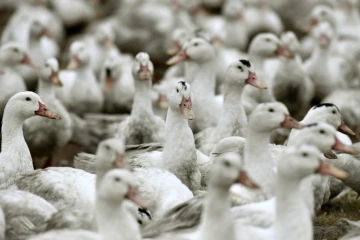Des canards confinés dans une exploitation de Bourriot-Bergonce, dans les Landes, le 22 février 2017