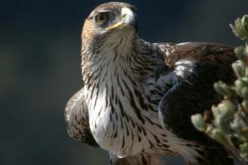 Un aigle de Bonelli dans les Gorges du Gardon sur une photo diffusée le 26 octobre par SMGG (Syndicat Mixte des Gorges du Gardon)