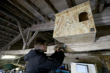 Installation d'un nichoir à chouette effraie dans une grange de la ferme de la Dixmerie, à Triaize, le 27 février 2025 en Vendée