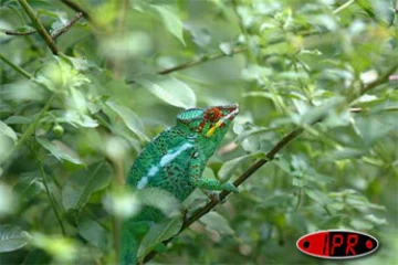 &quot;Lendormi&quot;, caméléon de La Réunion