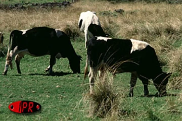 Élevage bovin dans les Hauts du Sud