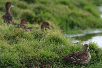 Le canard d'Eaton sur l'archipel de Kerguelen (Photo : Axel Falguier-Taaf)