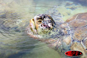 Tortue marine