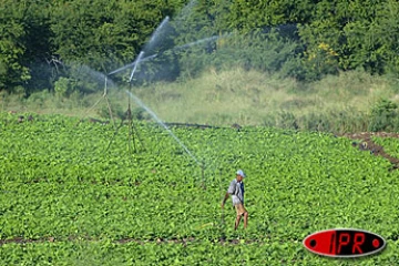 Système d'irrigation.