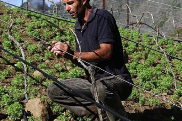 Vignoble et production en &quot;Vin de Pays de Cilaos&quot;