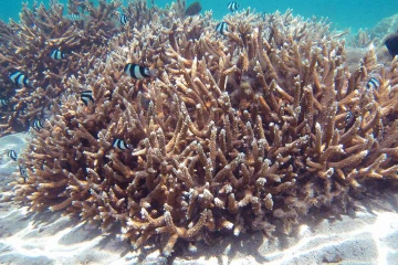 Corail branchu (Photo : Ifrecor, Initiative française pour les récifs coralliens)