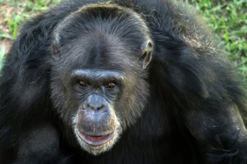 Une chimpanzée dans le sanctuaire pour grands primates de Sorocaba à 100 km de Sao Paulo, au Brésil, le 28 juillet 2017