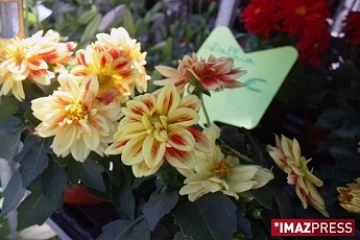 Fleurs (Archives)