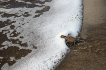 Jeunes tortues vertes (Photo : Stéphane Ciccione/Kélonia)