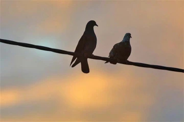Pigeons