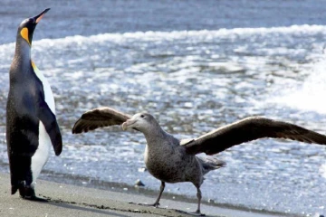 Exposition &quot;Oiseaux de légende des mers australes&quot; (Photo : DR)