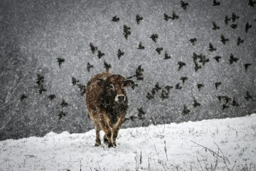 Une vache dans un champs à Sorbiers, France, le 3 mars 2024.
Une partie de la France est en vigilance orange pour la neige ou pour le vent le 21 novembre 2024