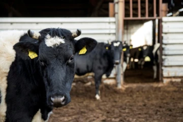 Des vaches de l'élevage de Heiner Luetke Schwienhorst à Vetschau, dans le nord-est de l'Allemagne, le 27 novembre 2018