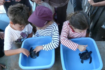 Samedi 5 juin 2010 - 
Deux jeunes tortues vertes (chelonia mydas) ont été relâchées au large de Saint-Leu. (Photo : AO)