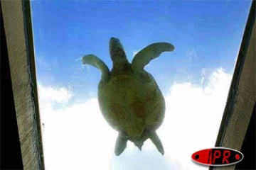 Tortue marine à Kélonia (photo d'archives)