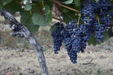 Les vendanges en vallée du Rhône ont débuté lundi et s'annoncent bonnes, selon les professionnels