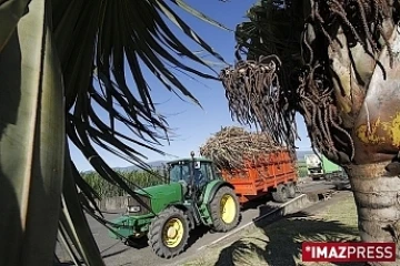 Livraison de cannes à Bois-Rouge (photo d'archives)