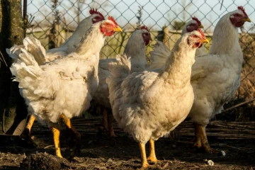 L'arrivée du virus H5N8 a empêché la France de recouvrer son statut de "pays indemne", indispensable pour exporter hors d'Europe, notamment en Arabie saoudite, en Chine ou au Japon