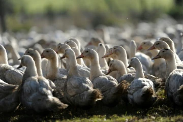 Abattage massif de canards d'élevage dans 150 communes du Sud-Ouest de la France