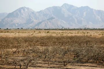 Des pistachiers asséchés près du village fantôme de Sirjan, dans le sud de l'Iran, le 14 août 2016