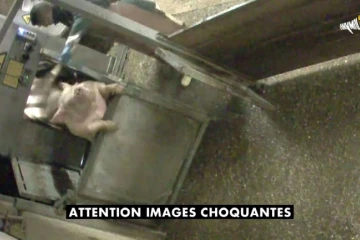 Cette capture d'écran d'une vidéo fournie le 21 mai 2018 par l'association Anymal sur YouTube, montre un cochon abattu à l'abattoir municipal d'Alès (sud)