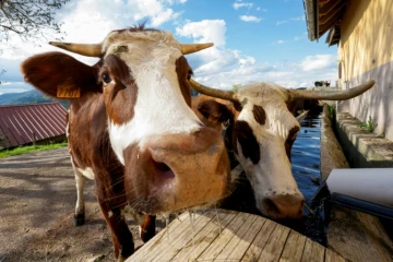 Des vaches boivent, le 13 mai 2024 à Willer-sur-Thur, dans le nord-est de la France
