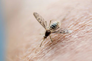 L'épidémie de zika est terminée en Martinique, dix mois après son début