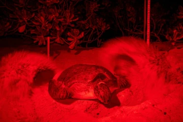 De la lumière rouge pour ne pas perturber une tortue de mer verte qui recouvre ses ?ufs de sable sur le rivage de Chagar Hutang sur l'île de Redang au nord-est de la Malaisie, le 28 juin 2020