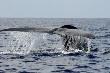 Une baleine bleue au large des côtes sri lankaises, le 26 mars 2009