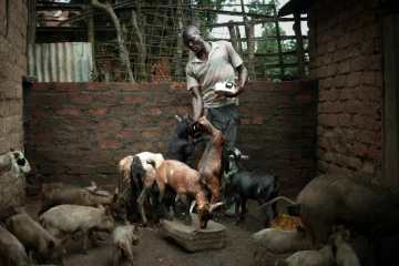 Richard Ngueringu, un ancien milicien, nourrit ses chèvres près de Bambari
