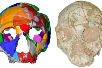 Cette image tranmise le 10 juillet 2019 par l'Université Eberhard Karls de Tuebingen montre une reconstruction et un modèle numérique d'un crâne nummé Apidima 2, découvert dans une grotte grecque 